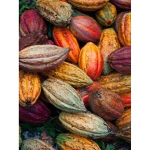 Buah Kakao Masak,petik langsung dari kebun kakao - 1kg