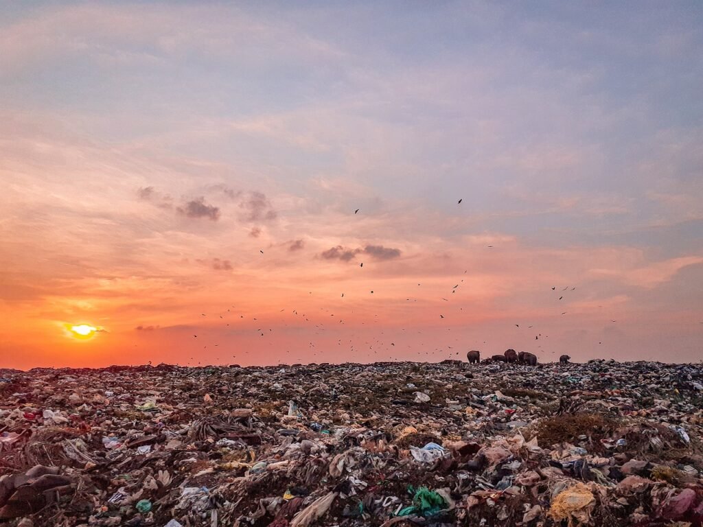 trash, trash land, trash dump, pollution, sky, sunset, reflection, beauty, beautiful, nature, rubbish, srilanka, elephants, elephants eating trash, polythene, asian elephants, earth day