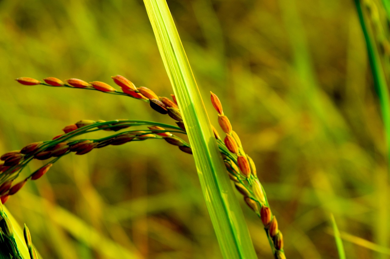 rice, paddy field, paddy, nature, agriculture, yellow, rice, rice, paddy field, paddy field, paddy field, paddy, paddy, paddy, paddy, paddy, agriculture