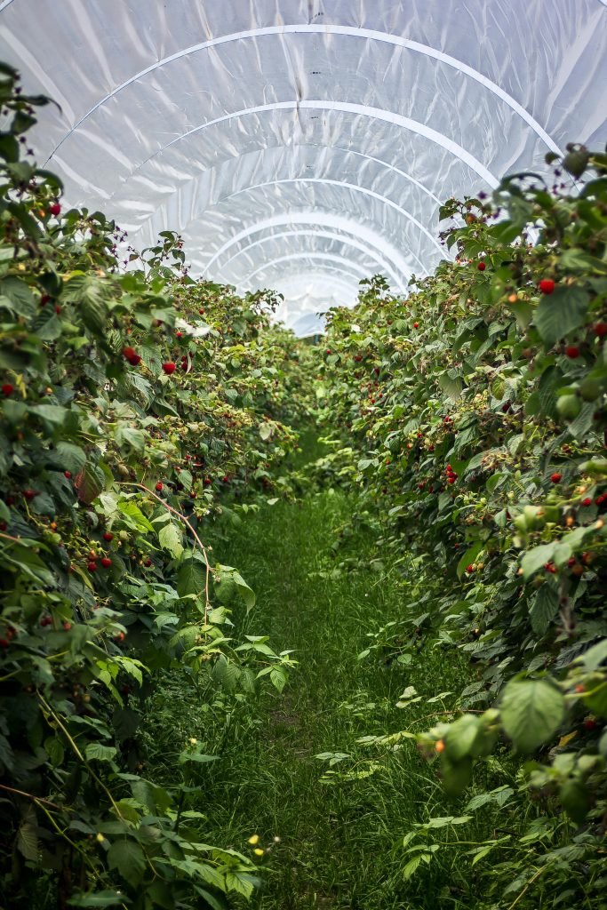 pexels-photo-2316571-2316571 Explore vibrant raspberry plants in a Swiss greenhouse tunnel during summer.