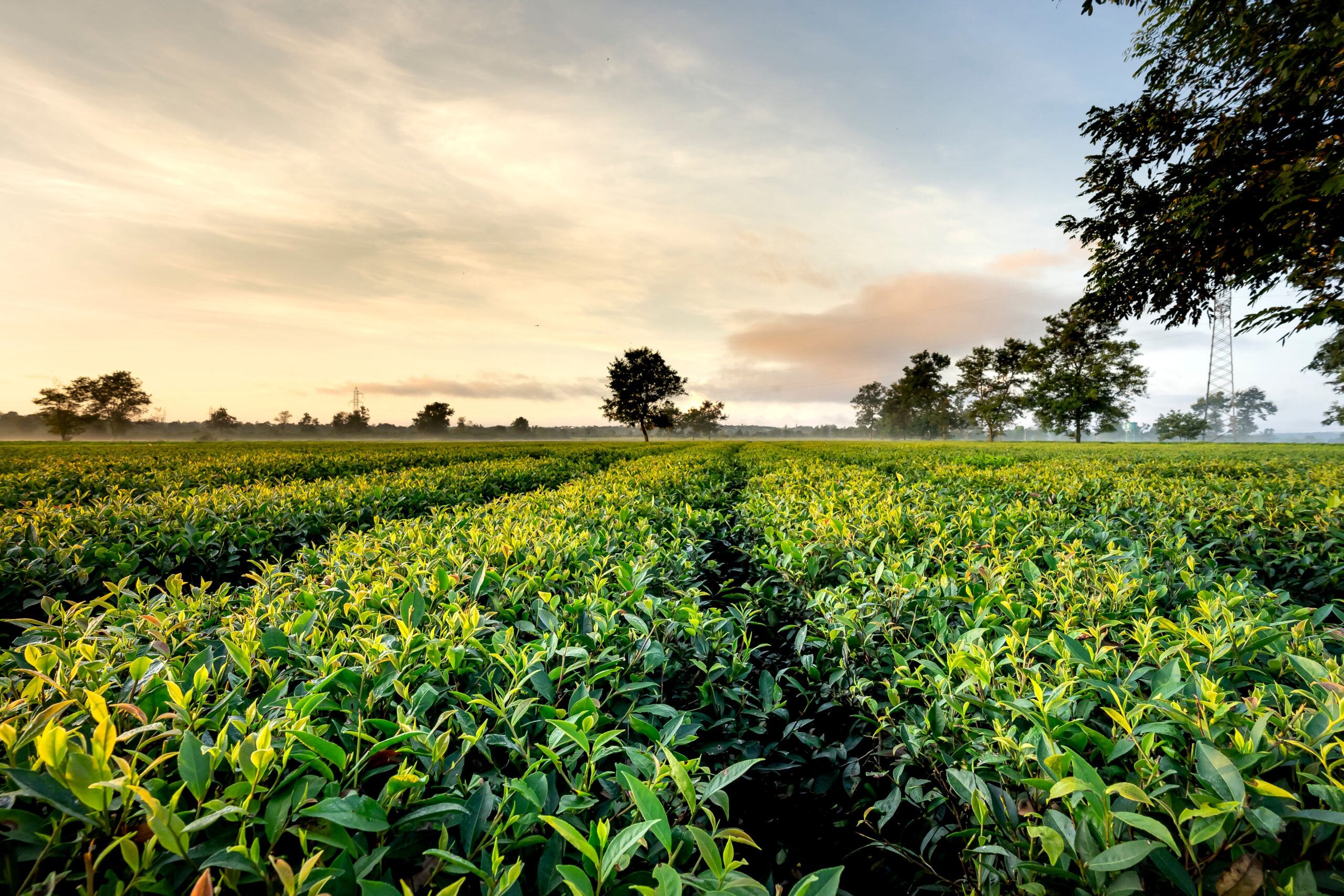 Picturesque view of lush green tea plantations in rows under cloudy sky in countryside at sunset