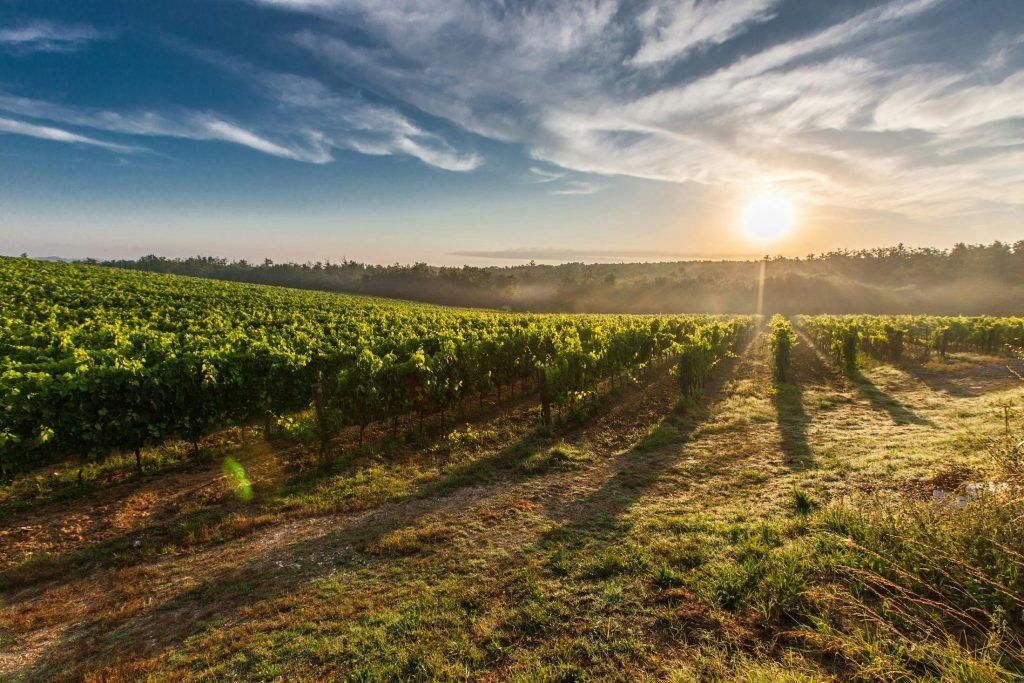 tuscany-grape-field-nature-51947-51947 A breathtaking view of a vineyard in Tuscany with the sun rising, casting long shadows.
